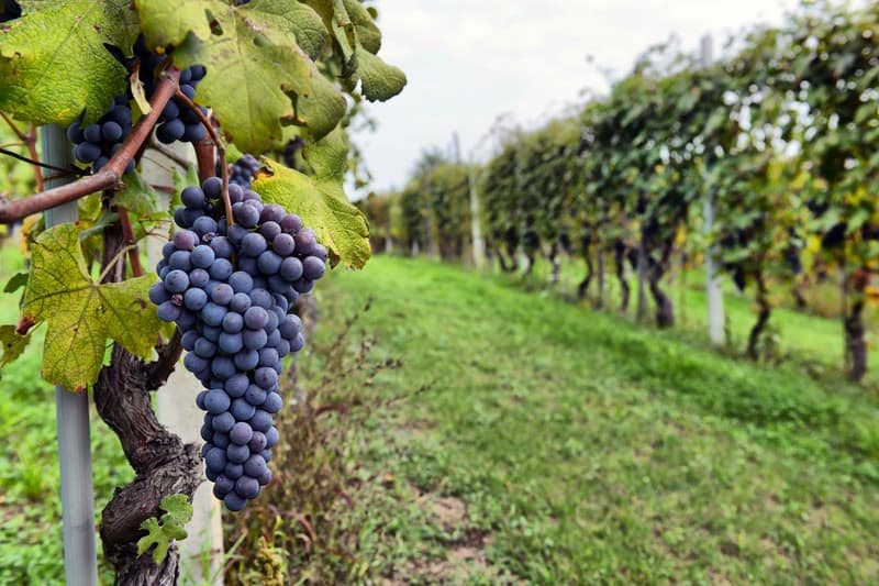 Diferencias entre el Merlot y el Malbec Dos Uvas Fascinantes Vinum Orbis Diferencias entre el Merlot y el Malbec Dos Uvas Fascinantes Vinum Orbis